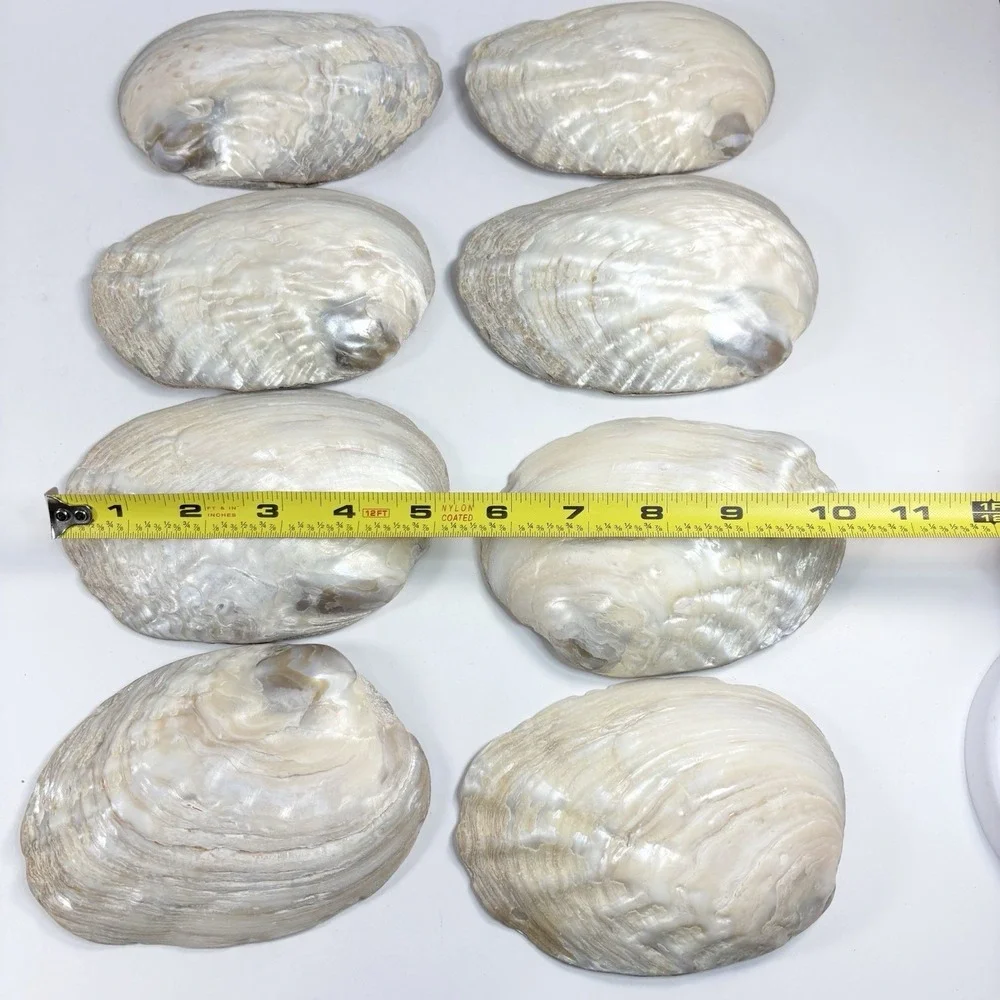 Vtg‎ Mother Of Pearl Seafood Cocktail Shells Set Of 8